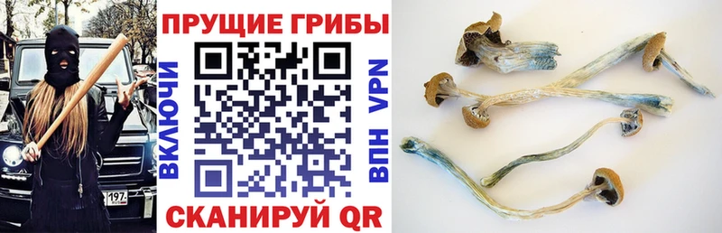 сколько стоит  Михайлов  Галлюциногенные грибы Magic Shrooms 